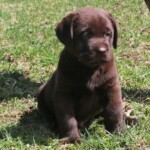 chocolate-lab-puppy-endless-mt-labradors-akc-breeder-labrador-retriever-puppies