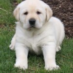 yellow-lab-puppy-endless-mt-labradors-akc-breeder-labrador-retriever-puppies