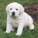 yellow-lab-puppy-endless-mt-labradors-akc-breeder-labrador-retriever-puppies