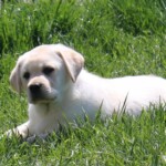 yellow-lab-puppy-endless-mt-labradors-akc-breeder-labrador-retriever-puppies