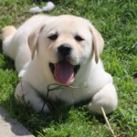 yellow-lab-puppy-endless-mt-labradors-akc-breeder-labrador-retriever-puppies