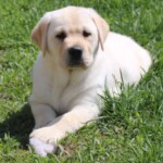 yellow-lab-puppy-endless-mt-labradors-akc-breeder-labrador-retriever-puppies