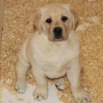 yellow-lab-puppy-endless-mt-labradors-akc-breeder-labrador-retriever-puppies
