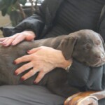 sleeping-chocolate-lab-puppy-endless-mt-labradors-akc-breeder-labrador-retriever-puppies