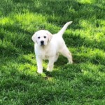 yellow-lab-puppy-endless-mt-labradors-akc-breeder-labrador-retriever-puppies