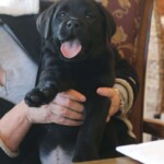 black-lab-puppy-smiling-happy-endless-mt-labradors-akc-breeder-labrador-retriever-puppies