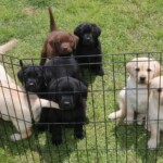 yellow-black-lab-puppies-outside-endless-mt-labradors-akc-breeder-labrador-retriever-puppies