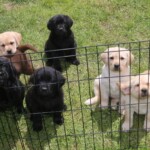 yellow-black-lab-puppies-outside-endless-mt-labradors-akc-breeder-labrador-retriever-puppies
