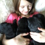 child-snuggling-black-lab-puppies-endless-mt-labradors-akc-breeder-labrador-retriever-puppies