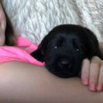 black-lab-puppy-endless-mt-labradors-akc-breeder-labrador-retriever-puppies