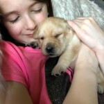 child-snuggling-yellow-lab-puppy-endless-mt-labradors-akc-breeder-labrador-retriever-puppies