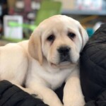 yellow-lab-puppy-endless-mt-labradors-akc-breeder-labrador-retriever-puppies