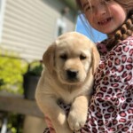 yellow-lab-puppy-endless-mt-labradors-akc-breeder-labrador-retriever-puppies