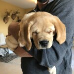yellow-lab-puppy-sleeping-endless-mt-labradors-akc-breeder-labrador-retriever-puppies