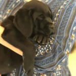 black-lab-puppy-sleeping-endless-mt-labradors-akc-breeder-labrador-retriever-puppies