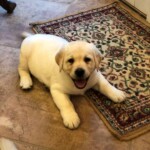 yellow-lab-puppy-endless-mt-labradors-akc-breeder-labrador-retriever-puppies