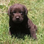 chocolate-lab-puppy-endless-mt-labradors-akc-breeder-labrador-retriever-puppies