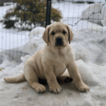 yellow-lab-puppy-endless-mt-labradors-akc-breeder-labrador-retriever-puppies