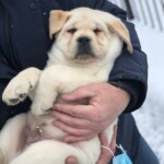 yellow-lab-puppy-endless-mt-labradors-akc-breeder-labrador-retriever-puppies