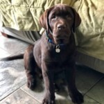 chocolate-lab-puppy-endless-mt-labradors-breeder-akc-labrador-retriever-puppies