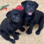 black-lab-puppy-endless-mt-labradors-akc-breeder-labrador-retriever-puppies