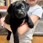 black-lab-puppy-endless-mt-labradors-akc-breeder-labrador-retriever-puppies
