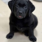 black-lab-puppies-endless-mt-labradors-akc-breeder-labrador-retriever-dog-breeds-akc-breeder-labrador-retriever-puppies