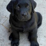black-lab-puppy-endless-mt-labradors-englishlabrador-retriever-dog