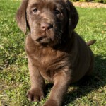 Hannah-bosco-chocolate-female-puppy-labrador-retriever-endlessmtlabradors-akcbreederofmerit