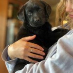 black-lab-puppy-endless-mt-labradors-englishlabrador-retriever-dog