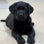 black-lab-puppy-endless-mt-labradors-englishlabrador-retriever-dog