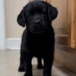 black-lab-puppy-endless-mt-labradors-englishlabrador-retriever-dog