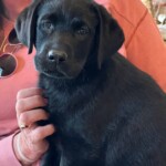 black-lab-puppy-endless-mt-labradors-englishlabrador-retriever-dog
