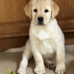 yellow-lab-puppy-endless-mt-labradors-akc-breeder-labrador-retriever-puppies