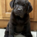 chocolate-lab-puppy-endless-mt-labradors-akc-breeder-labrador-retriever-puppies-dog