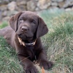 chocolate-puppy-labrador-retriever-dog-english-lab-endless-mt-labradors-akc-breeder