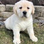 puppy-yellow-lab-labrador-retriever-dog-english-lab-endless-mt-labradors-akc-breeder