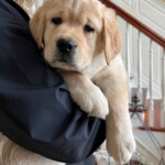 puppy-yellow-labrador-retriever-dog-english-lab-endless-mt-labradors-akc-breeder